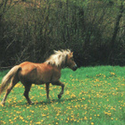 HEVONEN POSTIKORTTI - HAFLINGER - pikkukuva 1