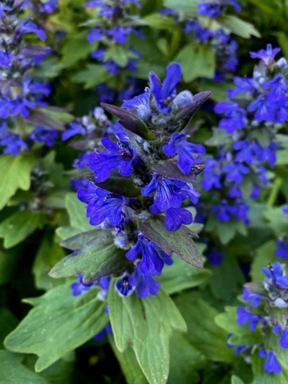 Hammasakankaali (Ajuga genevensis), siemeniä 50 kpl