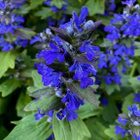 Hammasakankaali (Ajuga genevensis), siemeniä 50 kpl - pikkukuva 1