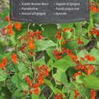 Ruusupapu Scarlet Runner Bean - siemenet # - pikkukuva 1