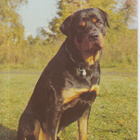 ROTTWEILER POSTIKORTTI - pikkukuva 1