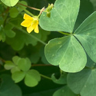 Pystykäenkaali (Oxalis stricta), siemeniä 50 kpl - pikkukuva 2