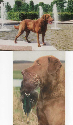 2 CHESAPEAKE BAY RETRIEVER POSTIKORTTIA