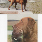 2 CHESAPEAKE BAY RETRIEVER POSTIKORTTIA - pikkukuva 1