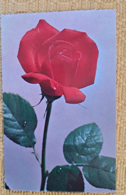 kukkakortti, yksi ruusu,  kulkenut 1971