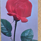 kukkakortti, yksi ruusu, kulkenut 1971 - pikkukuva 1