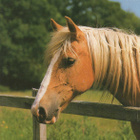 HEVONEN POSTIKORTTI - HAFLINGER - pikkukuva 1