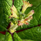 Liuskakuumejuuri (Triosteum pinnatifidum), siemeniä 10 kpl - pikkukuva 2
