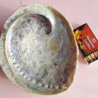 Simpukka Osteri Abalone kuori, sateenkaari värit sisällä - pikkukuva 1