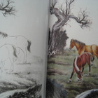 Royal Horses Paintings Technique Maalaa hevosia - pikkukuva 4