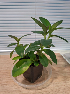 Tradescantia Pallida Jade King