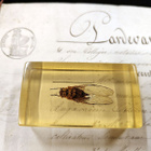 Natura Obscura – Entomologinen näyte no. 335 - pikkukuva 3