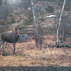 Hirvimailla - Juha Mälkönen 1.p (sid.) - pikkukuva 2