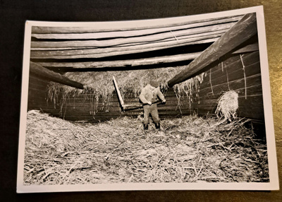 Viljan riihipuinti, näytös,  kuvattu 1960, kulkematon