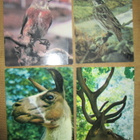 CCCP: vintage Zoopark-postikorttikansio - pikkukuva 2