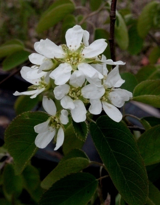 Isotuomipihlaja (Amelanchier spicata), siemeniä 30 kpl