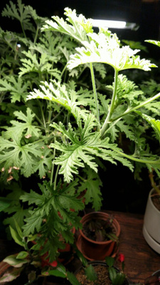 Tuoksupelargonia