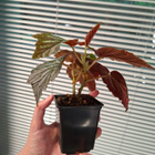Begonia U168 - pikkukuva 2