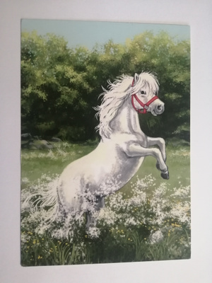 Sinttu poni