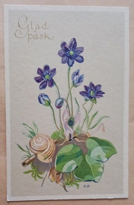 N.B. Sinivuokko, etana, Pääsiäispk, p. 1945