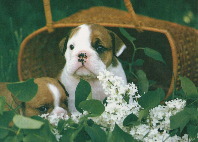 BULLDOG  POSTIKORTTI
