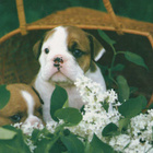 BULLDOG  POSTIKORTTI - pikkukuva 1