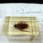 Natura Obscura – Entomologinen näyte no. 337 - pikkukuva 3