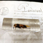 Natura Obscura – Entomologinen näyte no. 341 - pikkukuva 2