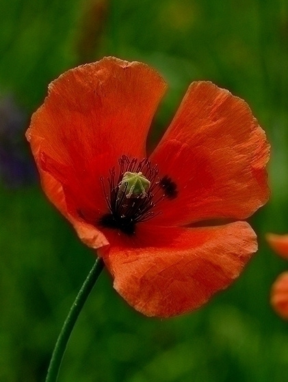 Ruisunikko (Papaver dubium), siemeniä 100 kpl