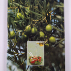 Greece. Ministry of Tourism ym. : Greek Gastronomy - pikkukuva 2