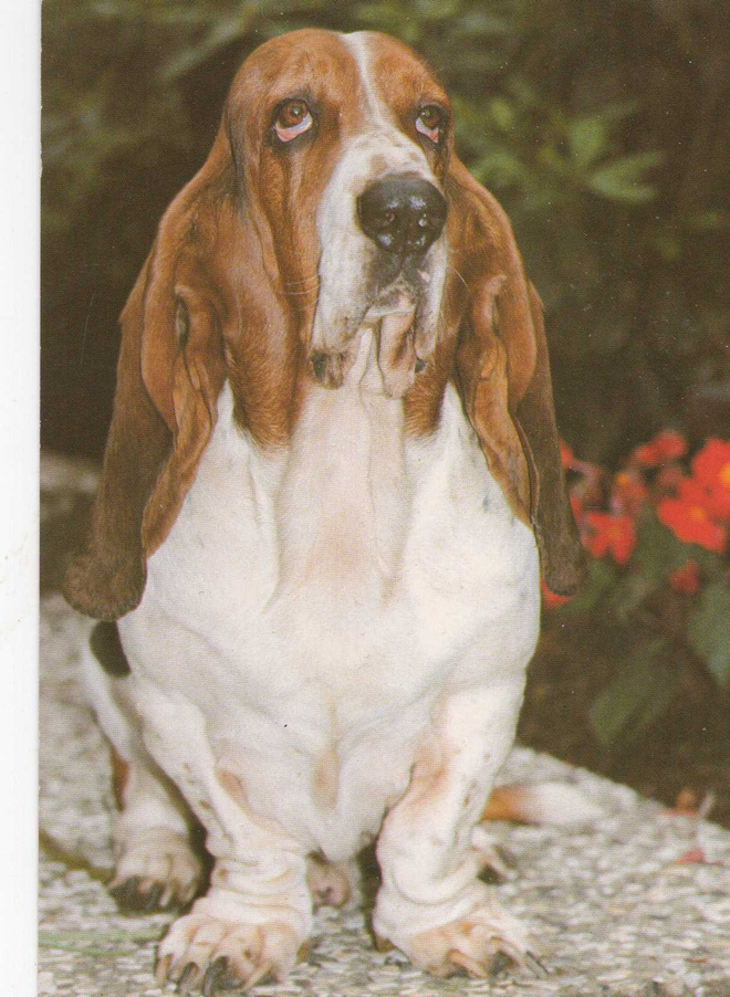 BASSET POSTIKORTTI