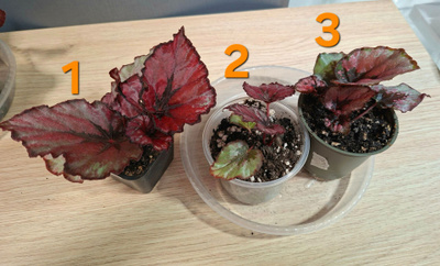 Begonian taimia 3kpl