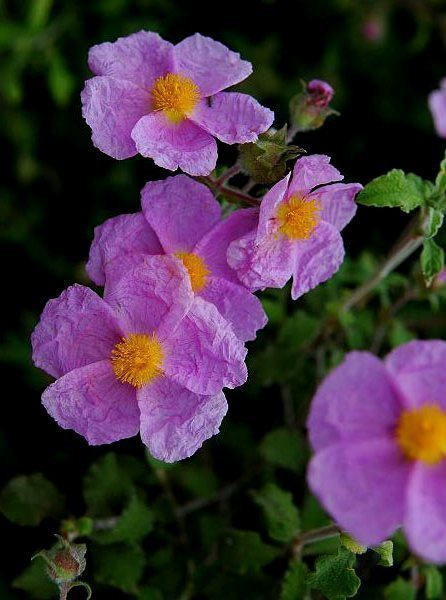 Kreetankistus (Cistus creticus), siemeniä 50 kpl