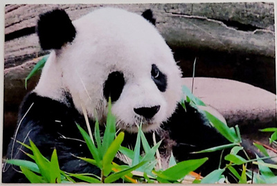 "PANDA"-KULKEMATON POSTIKORTTI