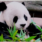 "PANDA"-KULKEMATON POSTIKORTTI - pikkukuva 1