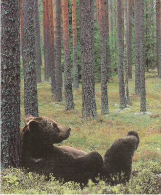 POSTIKORTTI , KARHU