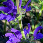 Niittysalvia 'Twilight Serenade', siemeniä 50 kpl - pikkukuva 1