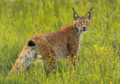 Ilves, vihreä ruoho