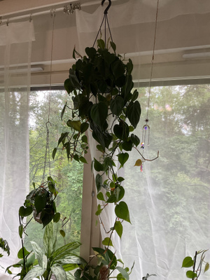 Erittäin suuri riippuva herttaköynnösvehka, jossa on pitkät