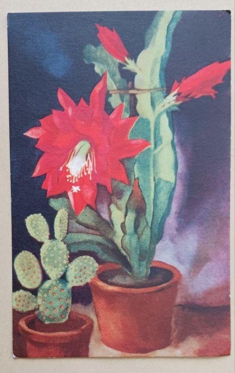 Kaktukset ikkunalla, toinen kukkii komeasti, p. 1947