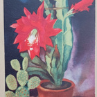 Kaktukset ikkunalla, toinen kukkii komeasti, p. 1947 - pikkukuva 1