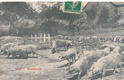 SIKOJA - vanha Carte Postale