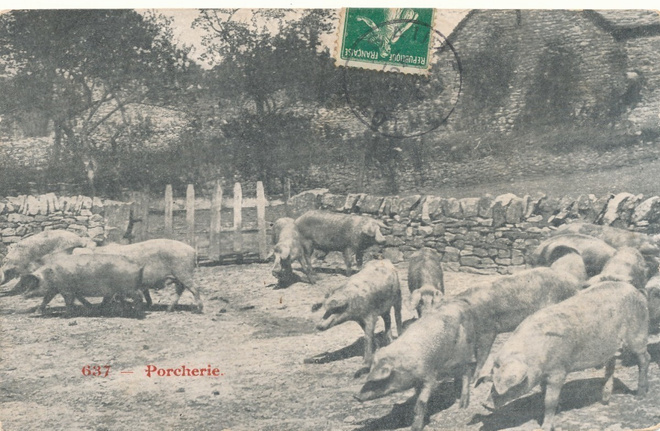 SIKOJA - vanha Carte Postale