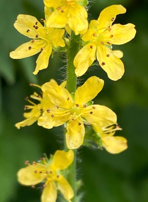 Maarianverijuuri (Agrimonia eupatoria), siemeniä 30 kpl
