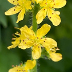 Maarianverijuuri (Agrimonia eupatoria), siemeniä 30 kpl - pikkukuva 1