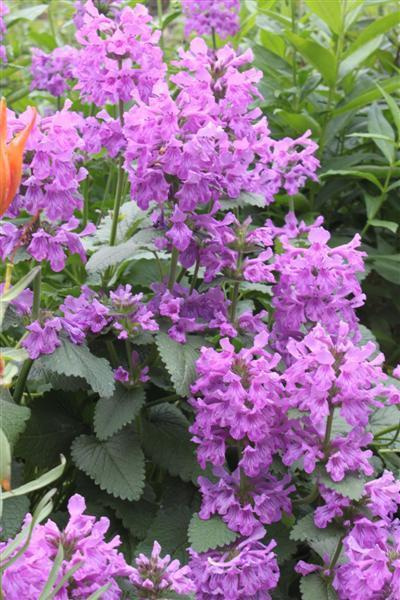 Jalopähkämö (Stachys macrantha), siemeniä 50 kpl