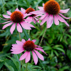 Kaunopunahattu (Echinacea purpurea), siemeniä 30 kpl - pikkukuva 1
