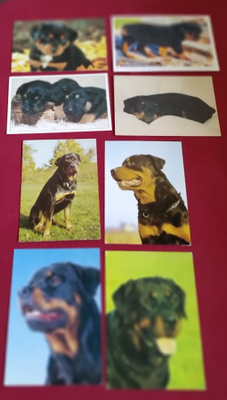 8 ROTTWEILER POSTIKORTTIA