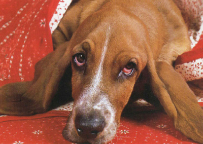 BASSET POSTIKORTTI