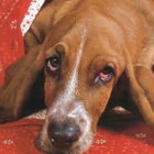 BASSET POSTIKORTTI - pikkukuva 1